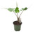 FlowerPotNursery Stingray Elephant Ear Alocasia sp. Stingray 4" Pot