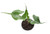 FlowerPotNursery Stingray Elephant Ear Alocasia sp. Stingray 4" Pot