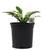 FlowerPotNursery Hosta Patriot Hosta sp. Patriot 1 Gallon Pot