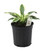 FlowerPotNursery Hosta Patriot Hosta sp. Patriot 1 Gallon Pot