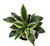 FlowerPotNursery Hosta Patriot Hosta sp. Patriot 1 Gallon Pot