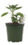 FlowerPotNursery Berggarten Sage BroadLeaf Salvia officinalis Berggarten 4” Pot