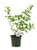 FlowerPotNursery Chapel Hill Yellow Lantana Lantana sp Chapel Hill Yellow 4” Pot