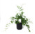 FlowerPotNursery Mairis’s Hardy Maidenhair Adiantum sp. Mairisii 4" Pot