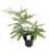 Five Finger Maidenhair Fern / Northern - Adiantum aleuticum - 4” Pot