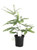 Five Finger Maidenhair Fern / Northern - Adiantum aleuticum - 4” Pot