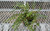 Button Fern - Pellaea rotundifolia - 4” Pot