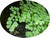 FlowerPotNursery Fragrant Maidenhair Fern Adiantum raddianum Fragrantiss. 4" Pot