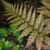 Autumn Fern Brilliance - Dryopteris erythrosora 'Brilliance' - 4” Pot