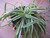 Spider Plant / Airplane Plant - Chlorophytum comosum- 4” Pot 2 Cultivars
