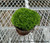 Pin-cushion Spikemoss -Selaginella kraussiana 'Brownii'  - 4” Pot - Fairy Garden