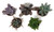 FlowerPotNursery - Assorted Succulents - Spp. spp. - 2" Pot (5 Plants)