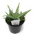 FlowerPotNursery Aloe vera White Fox - 4" Pot