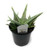 FlowerPotNursery Aloe vera White Fox - 4" Pot