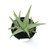 FlowerPotNursery Aloe vera White Fox - 4" Pot