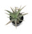 FlowerPotNursery Aloe vera White Beauty 4" Pot