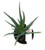 FlowerPotNursery Aloe vera Spineless Hedgehog™ - 4" Pot