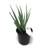 FlowerPotNursery Aloe vera Spineless Hedgehog™ - 4" Pot