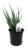 FlowerPotNursery Aloe vera Spineless Hedgehog™ - 4" Pot