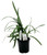 FlowerPotNursery Agapanthus Storm Cloud Lily Of The Nile 4" Pot