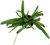 FlowerPotNursery Agapanthus Storm Cloud Lily Of The Nile 4" Pot