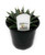 FlowerPotNursery Agave victoria-reginae 'Porcupine' 4" Pot