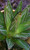 FlowerPotNursery Agave victoria-reginae 'Porcupine' 4" Pot