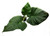 FlowerPotNursery Alocasia Regal Shields PP#27050 4" Pot