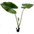 FlowerPotNursery Alocasia Kuching Mask Elephant Ear 4" Pot