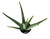 FlowerPotNursery Aloe Vera Plant (Medicinal) 4" Pot