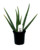 FlowerPotNursery Aloe Vera Plant (Medicinal) 4" Pot