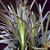 FlowerPotNursery Black Mondo Grass Ophiopogon planiscapus 'Nigrescens' 4" Pot