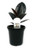 FlowerPotNursery Burgundy Rubber Tree Ficus elastica Burgundy 4" Pot