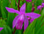 FlowerPotNursery Chinese Ground Orchid Bletilla striata Big Bob 4" Pot