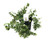 FlowerPotNursery Creeping Fig Ivy Variegated Ficus pumila Variegata 4" Pot