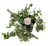 FlowerPotNursery Creeping Fig Ivy Variegated Ficus pumila Variegata 4" Pot