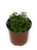 FlowerPotNursery Emmeliana Spikemoss Selaginella sp. Emmeliana 4" Pot