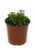 FlowerPotNursery Emmeliana Spikemoss Selaginella sp. Emmeliana 4" Pot