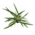 FlowerPotNursery Variegated Flax Lily Dianella tasmanica Variegata 4" Pot