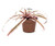 FlowerPotNursery Earth Star Bromeliad Pink Cryptanthus bivittatus 3" Pot