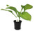 FlowerPotNursery Hosta Guacamole Hosta sp. Guacamole 4" Pot