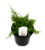 FlowerPotNursery Cotton Candy Fern Nephrolepis exaltata Cotton Candy 4" Pot