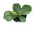 FlowerPotNursery Fiddle Leaf Fig Suncoast Ficus lyrata Suncoast 4" Pot