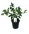 FlowerPotNursery Nandina Fire Power Dwarf Nandina domestica FirePower 4" Pot