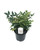 FlowerPotNursery Nandina Gulf Coast Nandina sp. Gulf Coast 4" Pot