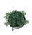 FlowerPotNursery Peacock Spikemoss Selaginella uncinata 4" Pot