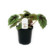 FlowerPotNursery Rex Begonia Iron Cross Begonia masoniana Iron Cross 4" Pot