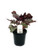 FlowerPotNursery Rex Begonia Red Robin Begonia rex Red Robin 4" Pot