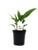 FlowerPotNursery Spathiphyllum Dario Peace Lily S. wallisii Dario 4" Pot