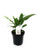 FlowerPotNursery Spathiphyllum Dario Peace Lily S. wallisii Dario 4" Pot